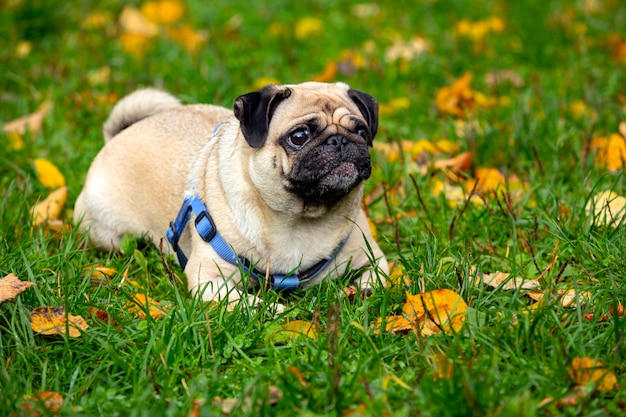 Grappige jonge mopshond ligt op het gras met gevallen bladeren..