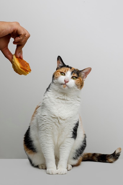 Grappige kat die naar een brood kijkt dat ze hem geven