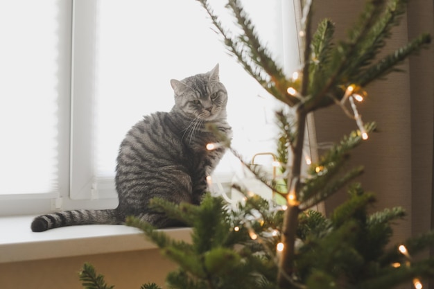Grappige kat en de versierde kerstboom Prettige kerstdagen en nieuwjaar
