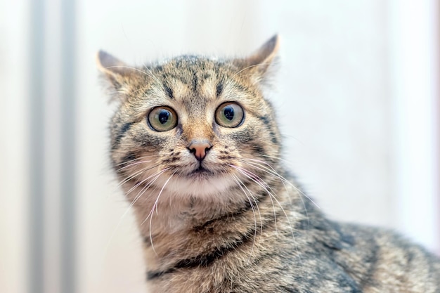 Grappige kat met grote ronde ogen op een lichte achtergrond