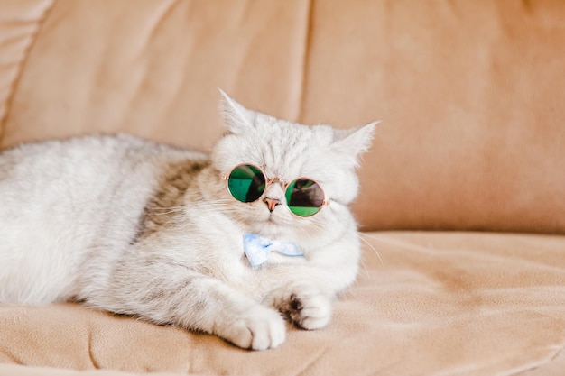 Grappige kat met vlinderdas en brilSchotse kat draagt blauwe bril Lichtgrijze pluizige kat