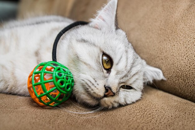 Grappige kat spelen met speelgoed op sofa Scottish Fold portret