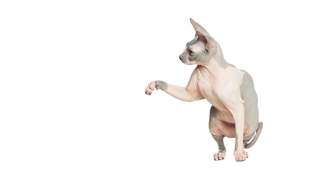 Grappige katten die geïsoleerd op een witte achtergrond spelen