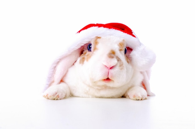 Foto grappige kerstkonijn konijn in rood kerstmankostuum gluurt uit van achter tafel op witte achtergrond dieren huisdieren kerstmis en nieuwjaar