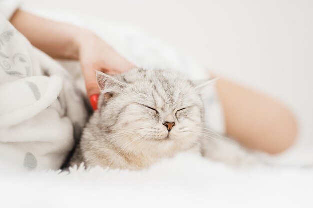 Grappige kitten ligt op de bank, het meisje streelt de kat op het hoofd