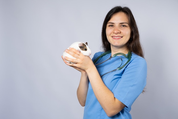 Grappige kleine cavia in de handen van een dierenarts