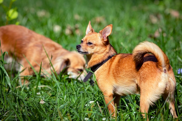 Grappige kleine chihuahua hond speelt op het gras...