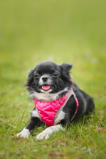 Grappige kleine chihuahua hond speelt op het gras