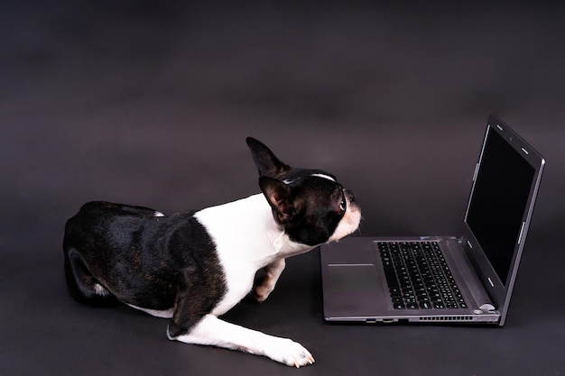 Foto grappige kleine hond die voor de laptop ligt en met interesse naar het scherm in de studio kijkt