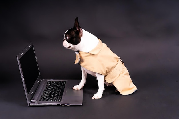 Grappige kleine hond die voor de laptop ligt en met interesse naar het scherm in de studio kijkt