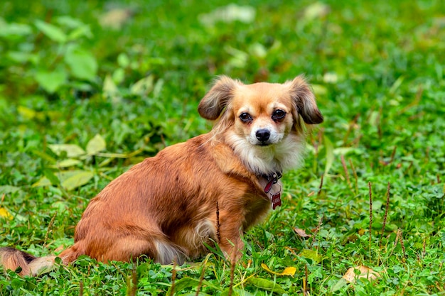 Grappige kleine hond van het ras Chihuahua close-up op de achtergrond van een groen veld.