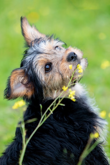 Grappige kleine hond van yorkshire