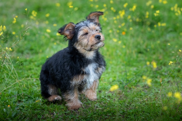 Grappige kleine hond van yorkshire