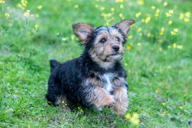 Grappige kleine hond van yorkshire