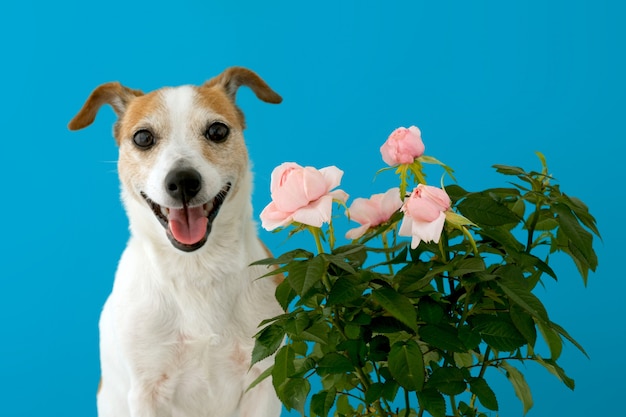 Grappige kleine Jack Russell Terrier met geopende mond die zich tegen blauwe muur dichtbij bloeiende roze struikrozen bevindt