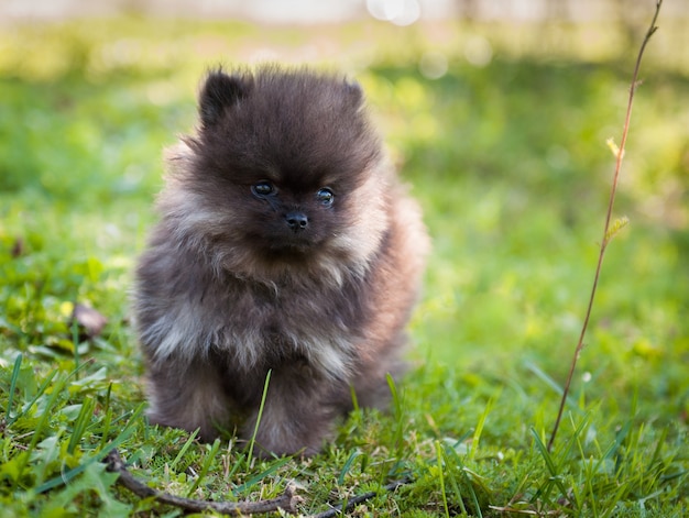 Grappige kleine pommeren hond puppy zitten