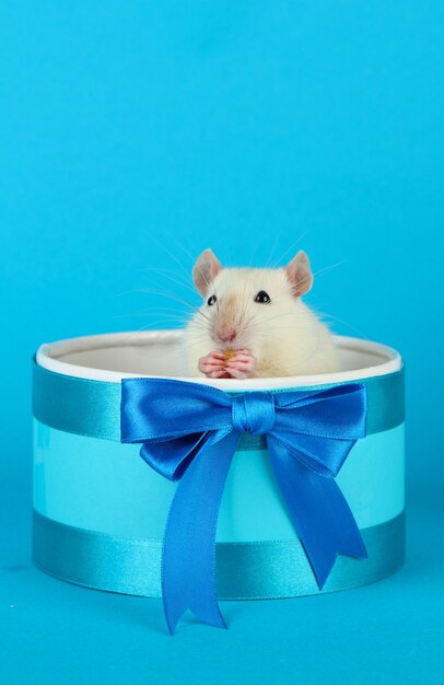 Grappige kleine rat in geschenkdoos, op blauw