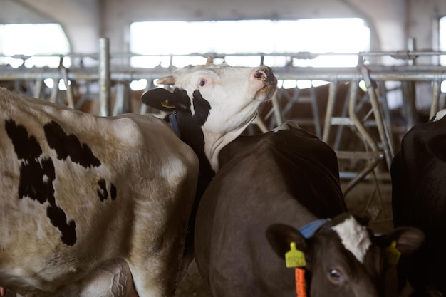 Grappige koeien op het landbouwconcept van de boerderij