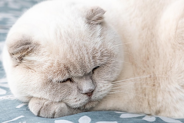 Grappige kortharige binnenlandse witte Britse kat die binnen thuis slaapt Kitten rusten en ontspannen op blauwe bank Dierenverzorging en dierenconcept