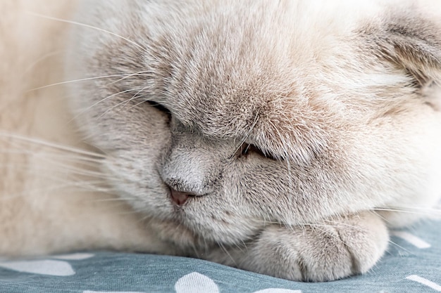 Grappige kortharige binnenlandse witte britse kat slaapt binnen thuis kitten rusten en ontspannen op bl