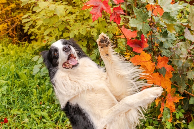 Grappige lachende puppy hondje border collie spelen springen op herfst kleurrijke gebladerte achtergrond in park ou