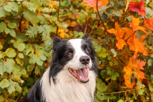 Grappige lachende puppy hondje border collie zittend op herfst kleurrijke gebladerte achtergrond in park buiten do