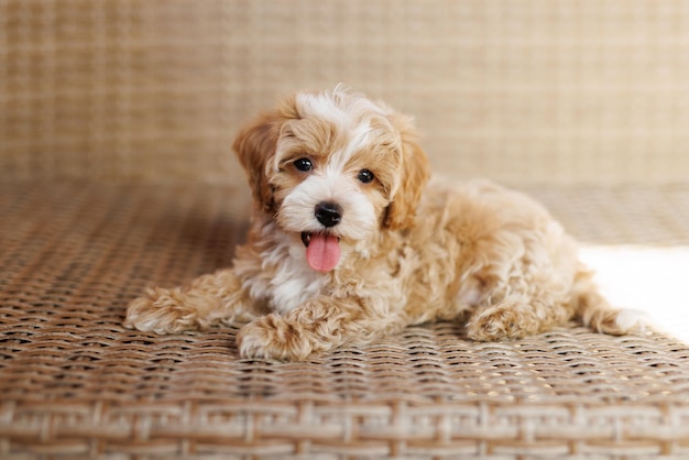 Grappige Maltipoo puppy rust in een modern interieur