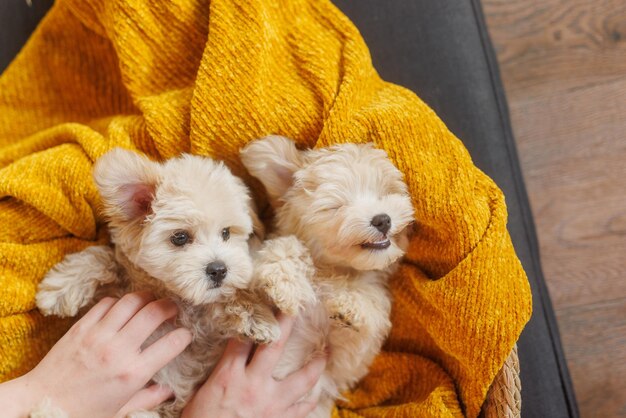 Foto grappige maltipoo puppy rust in een modern interieur