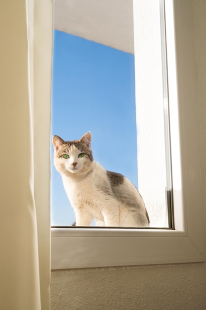 Grappige mooie witte en grijze kat die door het raam kijkt vanaf de straat op de achtergrond van de blauwe lucht Nieuwsgierig huisdier dat thuiskomt Kopieer de ruimte