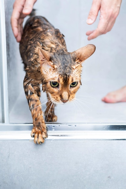 Grappige natte katten wassen in douchecabine