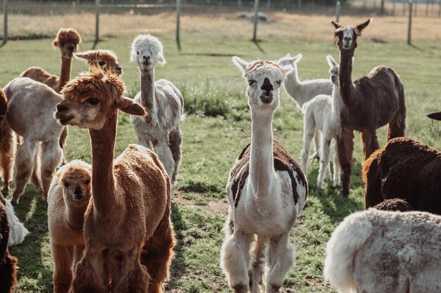 Grappige nieuwsgierig alpaca's op zomerdag op de boerderij. Het leven op de boerderij. Agrotoerisme. Natuurlijke materialen. Prachtige dieren. Zomervakantie. Eigen boerderij. Productie van wol. Shaggy hoofd. Grappige dieren.