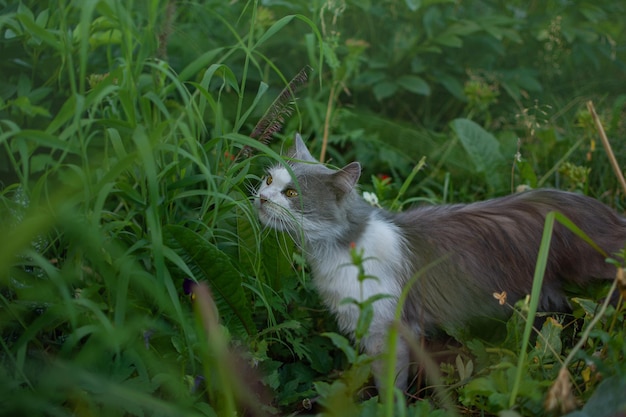Grappige nieuwsgierige kat die op een heldere dag groen gras eet, kauwt close-up Concept van het verkrijgen van vitamines door huisdieren
