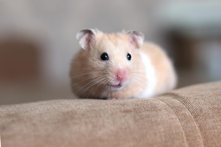 Grappige pluizige hamsterclose-up Huisdier Hamster kijkt in de cameraclose-up