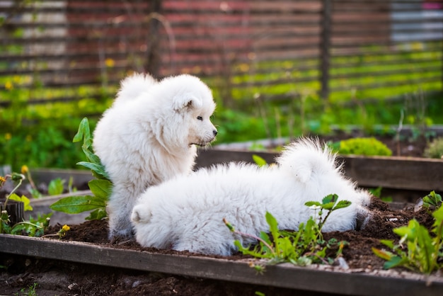 Grappige pluizige witte samojeed puppy honden spelen