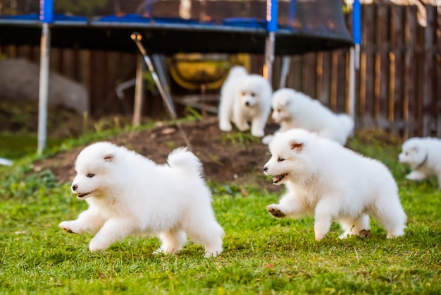 Grappige pluizige witte samojeed puppy honden spelen