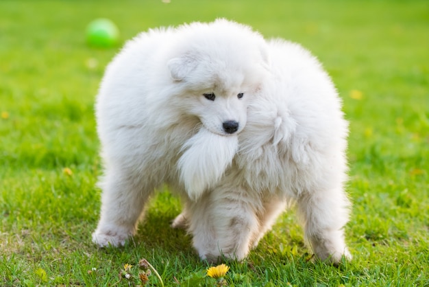 Grappige pluizige witte Samojeed-puppy's die spelen