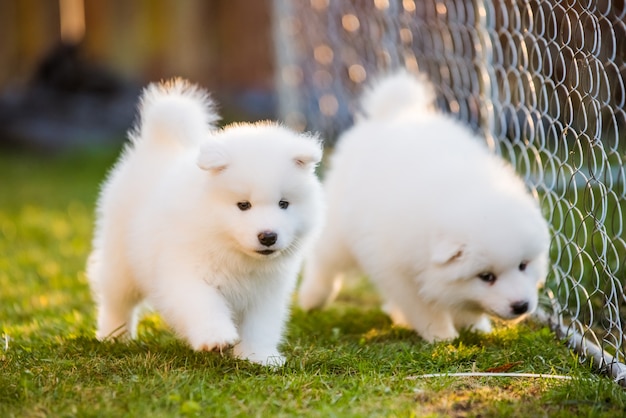 Grappige pluizige witte Samojeed-puppy's zijn aan het spelen