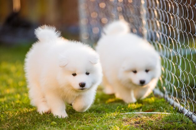 Grappige pluizige witte Samojeed-puppy's zijn aan het spelen