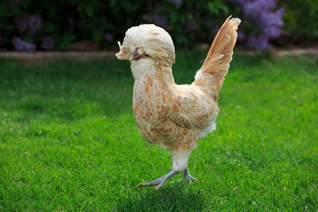 Foto grappige poolse kip die op gras loopt