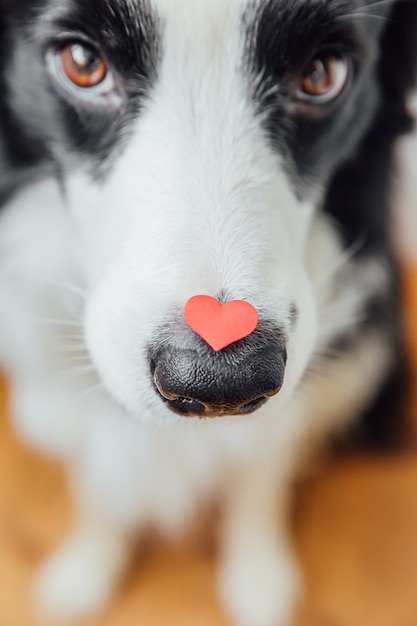 Grappige portret schattige puppy hond border collie rood hart op neus houden. mooie hond verliefd op valentijnsdag geeft cadeau.