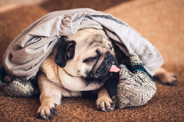 Grappige pug dog ligt op de bank bedekt met broeken en sokken.