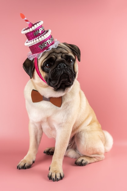 Grappige Pug hond die roze gelukkige verjaardagshoed op roze draagt.