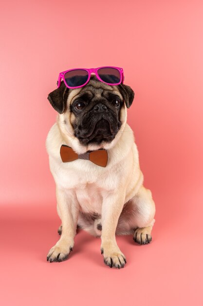 Grappige Pug hond met roze bril op roze achtergrond.