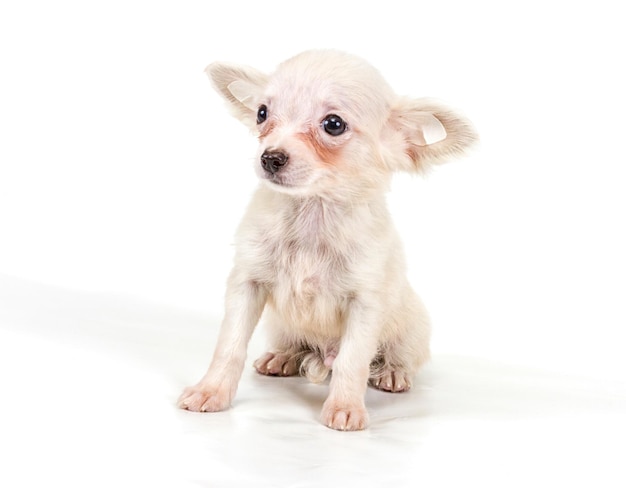 Grappige puppy Chihuahua poseert op een witte achtergrond