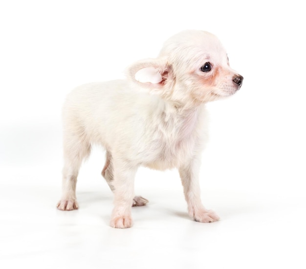 Grappige puppy Chihuahua poseert op een witte achtergrond