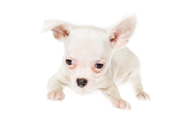 Grappige puppy Chihuahua poseert op een witte achtergrond