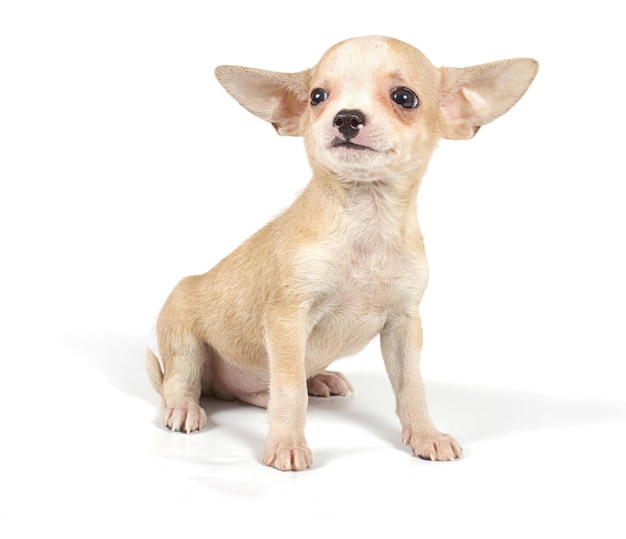 Grappige puppy Chihuahua poses