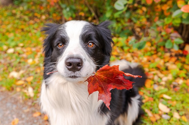 Grappige puppy hond border collie met oranje esdoorn herfstblad in mond zittend op park achtergrond outdoo