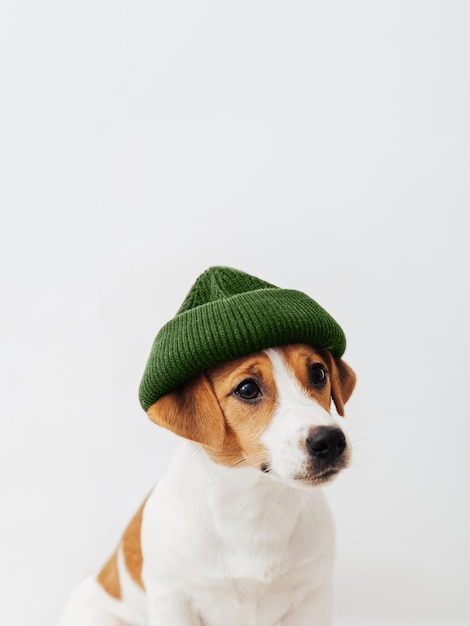 Grappige puppy hond Jack Russell Terrier dragen van een groene gebreide muts geïsoleerd op een witte achtergrond