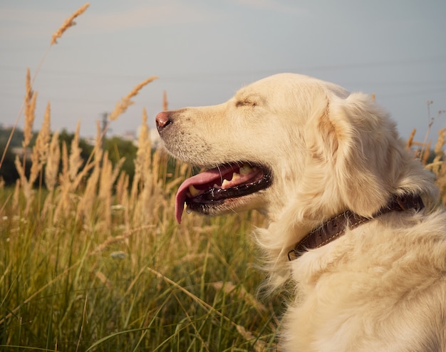 Grappige retriever op zoek.